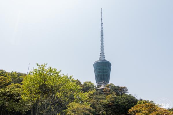 梧桐山毛棉杜鹃花会