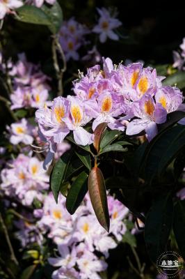 梧桐山毛棉杜鹃花会