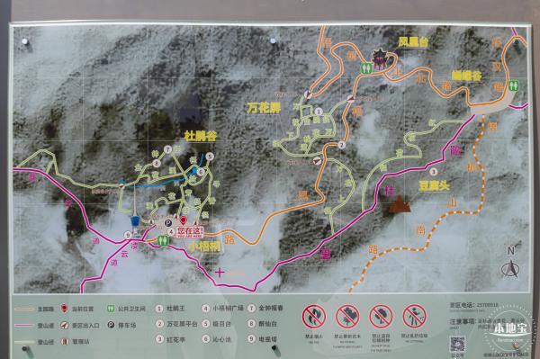 梧桐山毛棉杜鹃花会