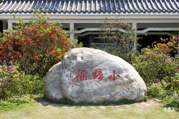 梧桐山毛棉杜鹃花会