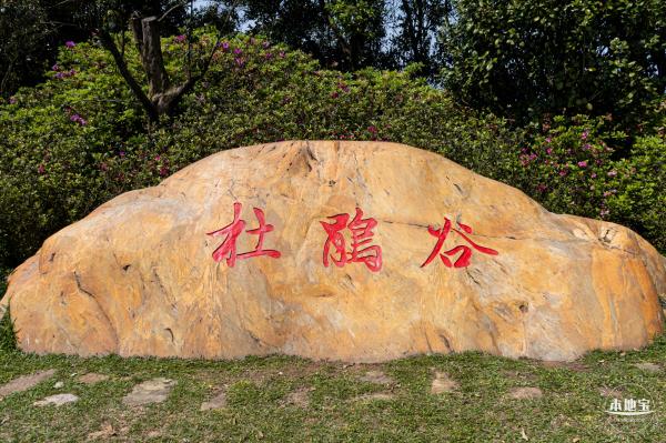梧桐山毛棉杜鹃花会