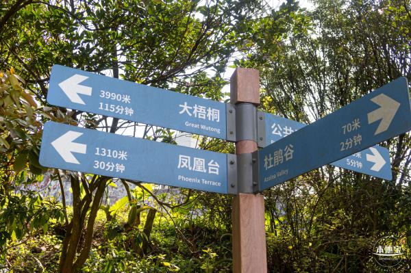 梧桐山毛棉杜鹃花会