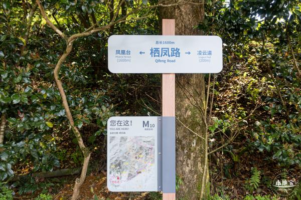 梧桐山毛棉杜鹃花会