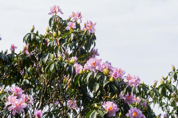 梧桐山毛棉杜鹃花会