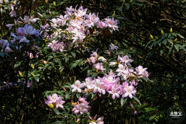 梧桐山毛棉杜鹃花会