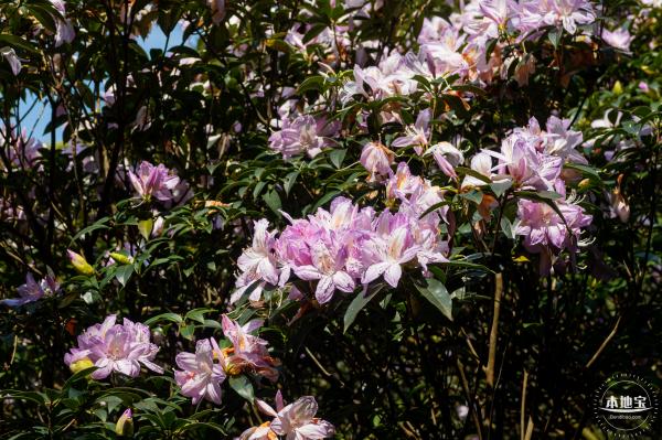 梧桐山毛棉杜鹃花会