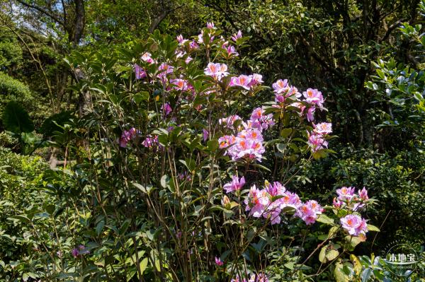 梧桐山毛棉杜鹃花会