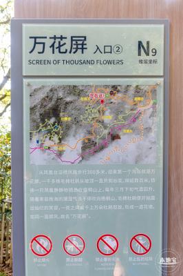 梧桐山毛棉杜鹃花会