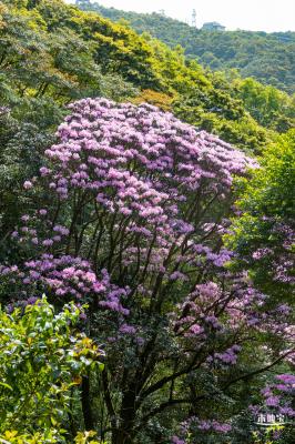 梧桐山毛棉杜鹃花会