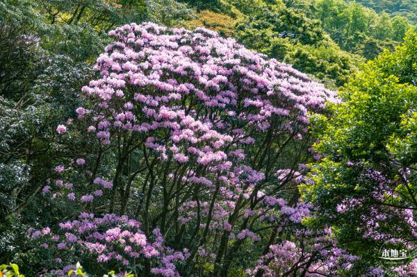 梧桐山毛棉杜鹃花会
