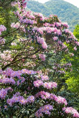梧桐山毛棉杜鹃花会