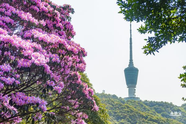 梧桐山毛棉杜鹃花会