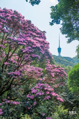 梧桐山毛棉杜鹃花会