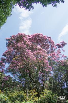 梧桐山毛棉杜鹃花会