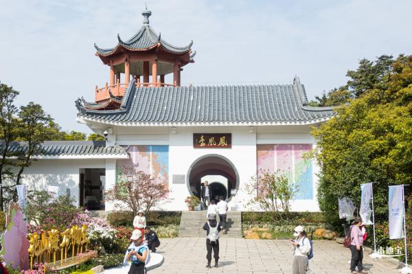 梧桐山毛棉杜鹃花会