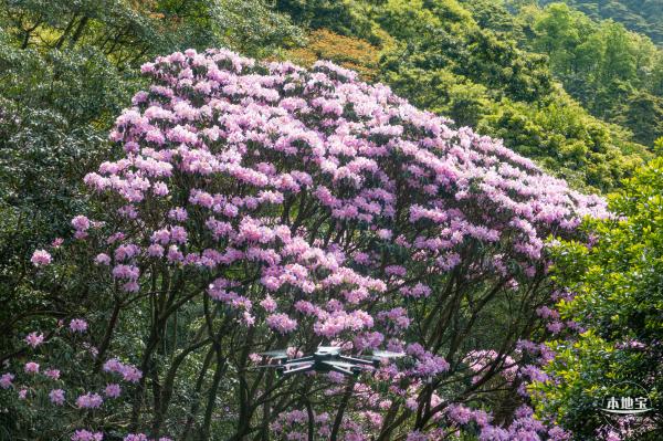 梧桐山毛棉杜鹃花会