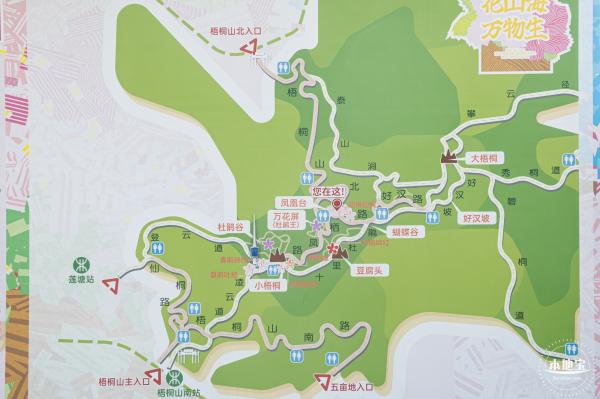梧桐山毛棉杜鹃花会