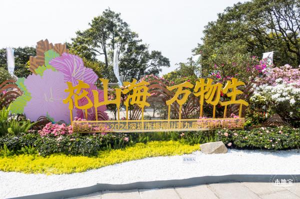 梧桐山毛棉杜鹃花会