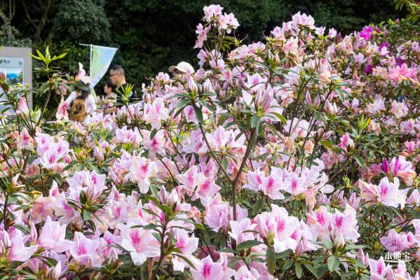 梧桐山毛棉杜鹃花会