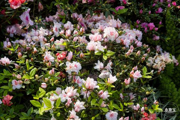 梧桐山毛棉杜鹃花会