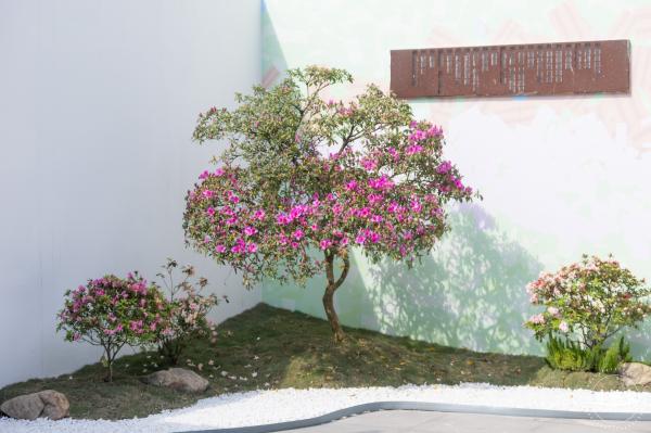 梧桐山毛棉杜鹃花会