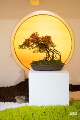 梧桐山毛棉杜鹃花会