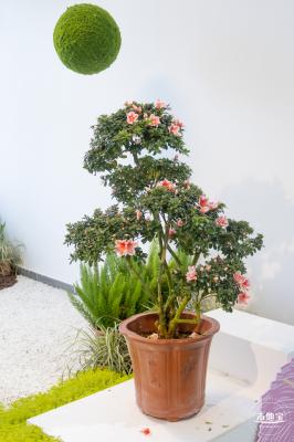 梧桐山毛棉杜鹃花会