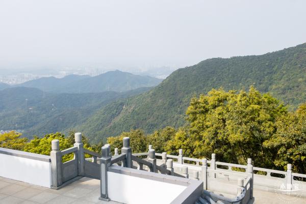 梧桐山毛棉杜鹃花会