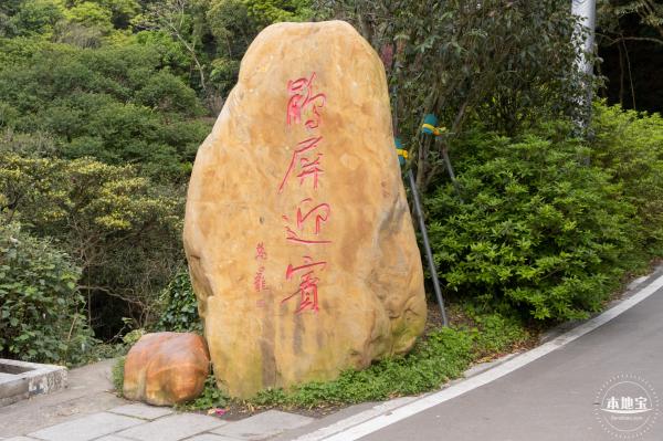 梧桐山毛棉杜鹃花会