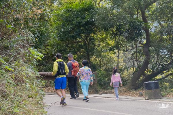 梧桐山毛棉杜鹃花会