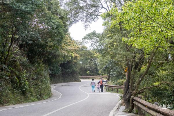 梧桐山毛棉杜鹃花会