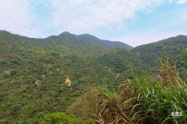 梧桐山毛棉杜鹃花会