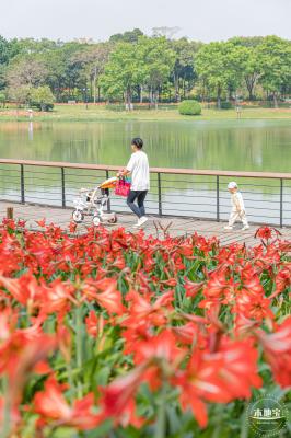 深圳中心公园朱顶红