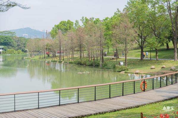 深圳中心公园朱顶红