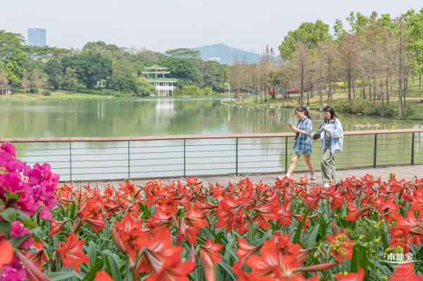 深圳中心公园朱顶红