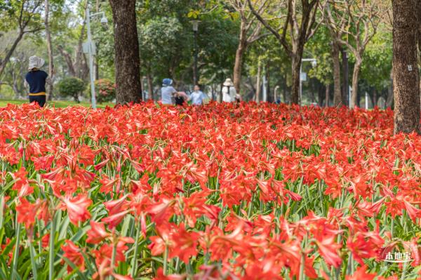深圳中心公园朱顶红