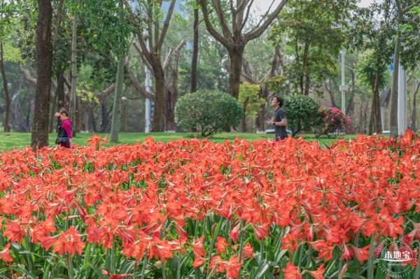 深圳中心公园朱顶红
