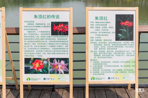 深圳中心公园朱顶红