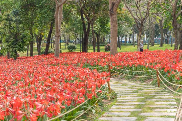 深圳中心公园朱顶红