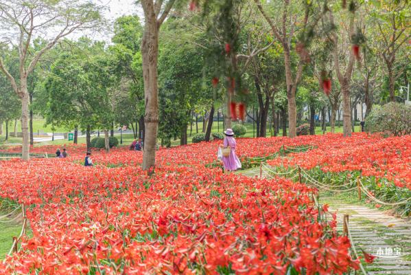 深圳中心公园朱顶红