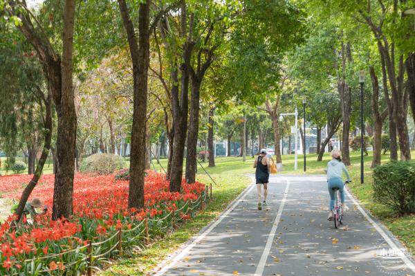 深圳中心公园朱顶红