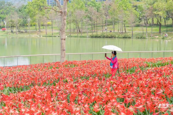 深圳中心公园朱顶红