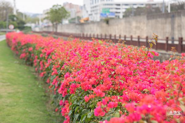 楼村湿地公园油菜花