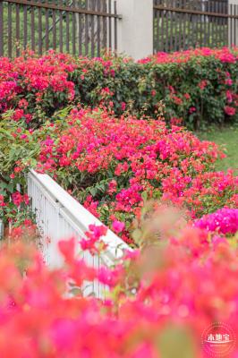 楼村湿地公园油菜花