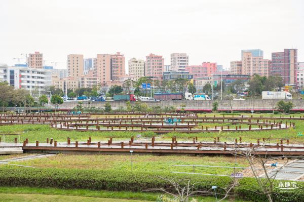 楼村湿地公园油菜花