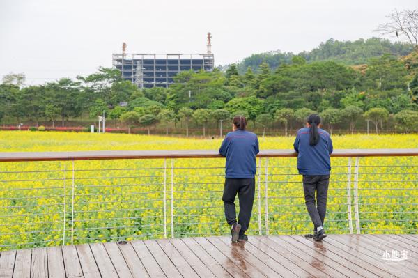 楼村湿地公园油菜花