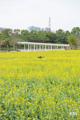 楼村湿地公园油菜花