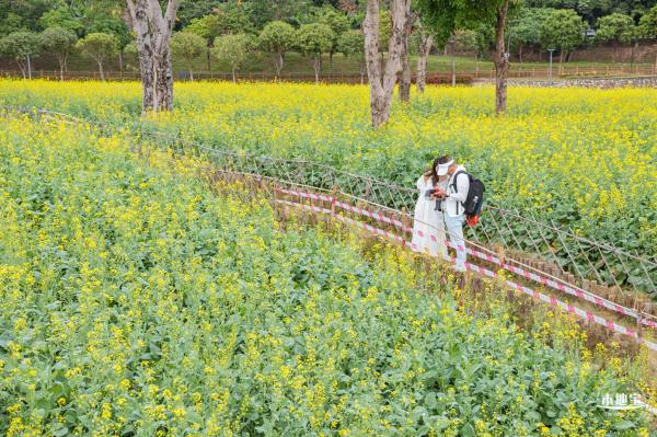 楼村湿地公园油菜花