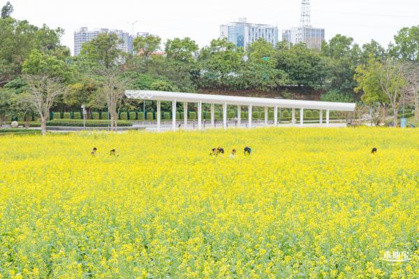 楼村湿地公园油菜花