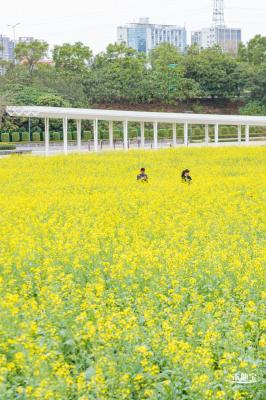 楼村湿地公园油菜花